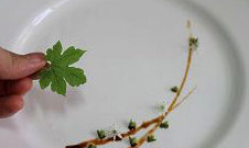 11、油焖虾,放入一片苦瓜叶子