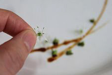 10、油焖虾,放入小小的韭菜花