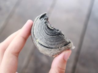 30、彩虹红豆酥,再来一个竹炭的