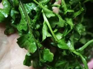 6、开洋香菇荠菜大馄饨,择去老叶黄叶。