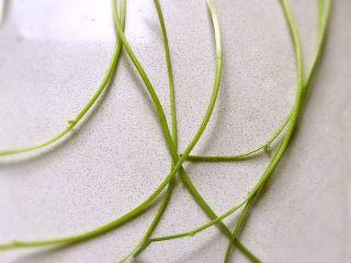 4、日式手鞠壽司飯團,香菜杆去除葉子