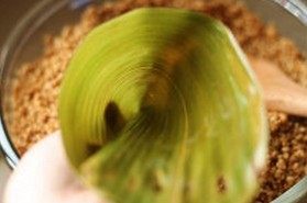 6、鲜肉棕,取一张粽叶，从中间位置卷起成漏斗形