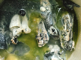 10、白果腐竹炖乌鸡,大火烧开后转小火炖50分钟