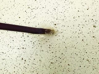 14、油炸蘑菇,油温烧至七成热(用一筷子轻轻放入锅内 筷子四周冒出泡泡就可以了)