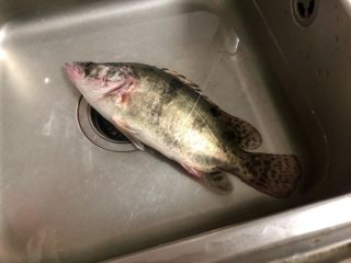 1、#年年有鱼#桃花流水鳜鱼肥➕家常清蒸鳜鱼,从农贸市场买了一条新鲜鳜鱼,拿回家还是活的。做清蒸鱼一定要买新鲜的活鱼,切记切记