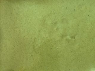 14、【网上厨房独家】丸久小山园名物蛋糕卷—复刻,将面糊从20cm高处倒入铺好烤纸的烤盘，可以借助刮板整理平整