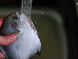 3、酱焖海鲳鱼,把清除干净的鲳鱼用自来水清洗干净后沥干水分备用。