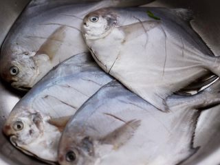 5、酱焖海鲳鱼,把所有的鲳鱼都改刀后。