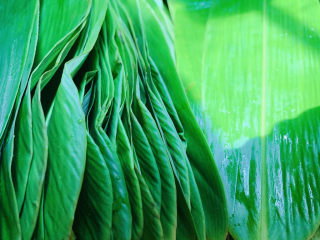 4、红豆粽子,锅烧水,水开,把粽叶放进去焯水