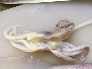 3、韩式辣烤鱿鱼,鱿鱼头从两只眼睛中间切开，但不要切断，保证头还是一个整体。