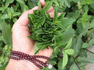 1、薄荷青团――最爱那抹青,摘取新鲜薄荷的嫩叶，薄荷尖部分。