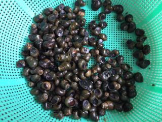 2、爆炒田螺,将养好的田螺剪去尖端清洗干净待用