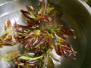 3、#春食野菜#椿芽烘鹅蛋,椿芽流水洗净