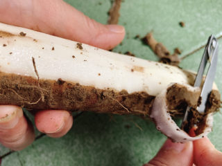 2、山药猪骨汤,山药去皮