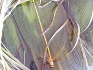 2、蜜枣粽子,粽叶和绳，用水浸泡后，在开水中煮一会，在冲洗干净。