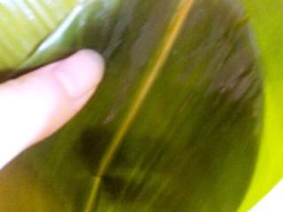 4、蜜枣粽子,将粽叶剪去头部一小段径，折成漏斗形，如图。