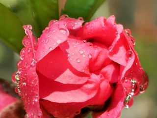 25、山药小饼,自家种的桃花，美美哒