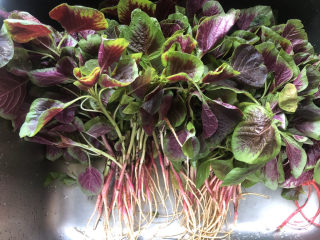 1、清炒苋菜,将苋菜去老梗