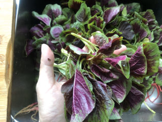 2、清炒苋菜,只留咸菜头部嫩的部分