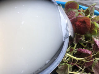 3、清炒苋菜,淘米水倒进苋菜里