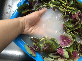 4、清炒苋菜,浸泡一会，可以去除残留农药