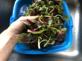 5、清炒苋菜,在最后一次清洗时，要像揉衣服一样将菜轻揉数下；