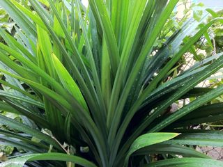 1、新加坡特色吐司～班兰叶葡萄干吐司,斑斓叶的图片。