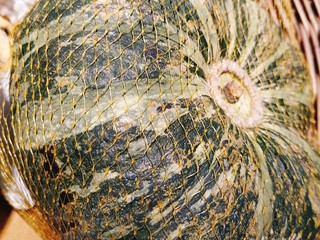 1、奶油南瓜浓汤,选一个老南瓜，去皮去瓤，切块；