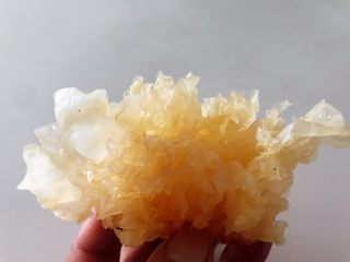 1、马蹄银耳红枣汤,银耳提前用凉水泡发后清洗杂质，用手撕成小朵。