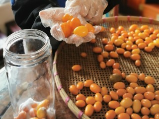 6、咸金桔【腌制方法】,把桔子铺满罐底，撒一层盐，铺一层桔子，再撒一层盐，塞满罐 子，盖上盖子密封好。（注意：放金桔的手一定要干爽，最好带手套）