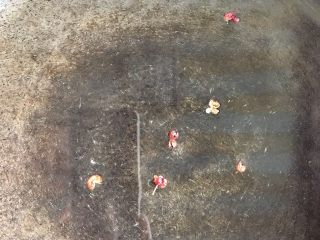 6、清蒸大虾,蒸锅中放入清水，然后在清水中加入几粒花椒。