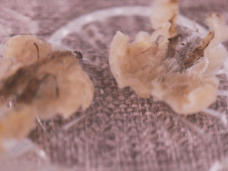 1、木瓜雪蛤膏,雪蛤、银耳泡发至白色半透明的状态，备用。