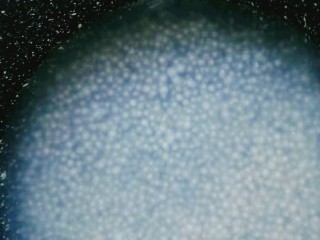 9、手煮奶茶西米露,煮到西米体积膨胀白心变小。这时候也要不停的搅动。