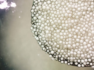 9、西米的完美煮法,煮了5分钟的状态