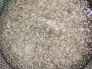 15、西米的完美煮法,倒掉水的西米