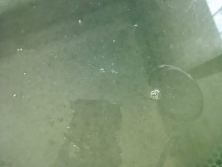 19、西米的完美煮法,揭开锅盖