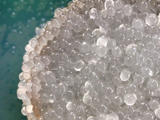 22、西米的完美煮法,如果还有小白点，可以继续重复：煮—焖的过程。