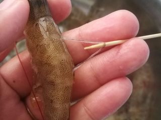 6、鲜虾火腿披萨,6.将虾仁去虾线，少些开水，把虾仁焯熟，去壳。