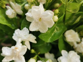 2、茉莉花冰,茉莉花必须新鲜干净。