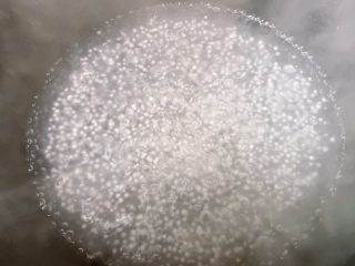 2、芒果西米捞,西米下锅后多搅动搅动，以免粘锅，小火煮二十分钟左右，关火焖十分钟就差不多好了。