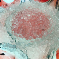 西米的完美煮法