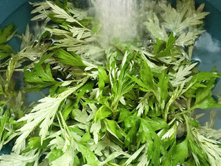 2、艾草煎蛋,摘取顶端较嫩的部分冲洗干净