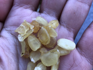 3、木瓜炖银耳,皂角米也洗干净。