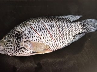 3、红烧鱼,在鱼身两面各斜切三刀，便于入味