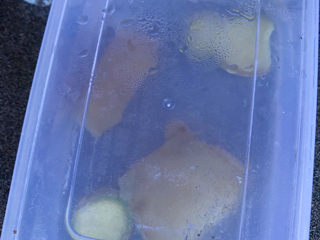 12、花胶的泡发,再次密封起来，如果没有盖子的容器，多缠几层保鲜膜也是一样的。