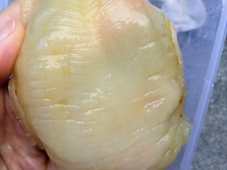 14、花胶的泡发,泡发完成的花胶涨大了很多哦，清洗处理干净表面血丝内膜。