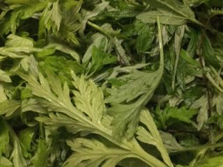1、青团,把艾叶洗干净，只要嫩的部分哦