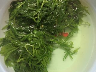 3、青团,过一遍冷水