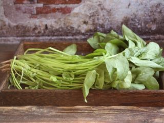 2、木耳菠菜炒鸡蛋,菠菜摘去老根。