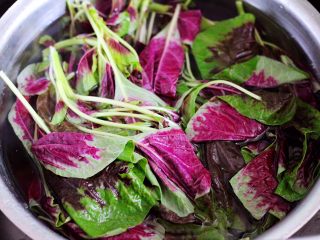 2、蒜香肉片炒苋菜,把苋菜摘干净后,清水里加入小苏打,把洗净的苋菜放入浸泡10分钟,洗净沥干水分备用。
